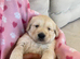 Chunky kc registered golden retriever pups