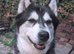 Huski - Luna 5 yr old