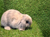 Min lops ready now
