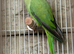 Ringneck Male&Female