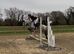 Talented Sweet 138 Unregistered Connemara Mare