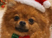 Small female Pomeranian
