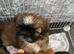 Miniature Imperial shih tzu puppies