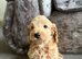 Cockapoo puppies for sale