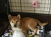 *2 LEFT* KC shiba girl puppies - Mozzarella & Wensleydale