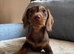 Girl puppy