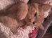 Ginger female