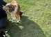 The most adorable puppies the perfect cross