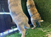 Bunnies for sale now!