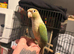 Hand-Reared Conure