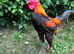 Modern Game Cockerel