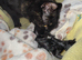 Beautiful tabby female available