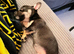 9 week old jack russell cross Chihuahua