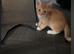 Rear ginger girl