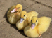 Muscovy ducklings