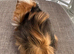 Handsome long haired baby guinea pig.