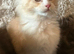 Maine Coon Kittens.