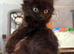 Maine coon x available