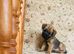 KC registered high quality Border Terriers
