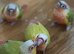 Tamed Baby Suncheek Conures