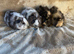 Two Pairs of Baby Male Guinea Pigs