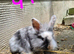 Lionhead x Lops still looking for forever homes