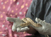 Pair of Hognoses Conda het albino