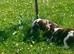 Springer spaniel puppies
