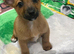 Jack Russell short leged