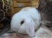 Mini lop male
