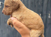 9 beautiful cockapoo puppies