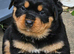 Chunky playful puppies ready now vet check clear