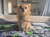 Lovely boy needs new home.