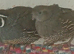 California quail young pair