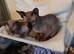 Sphynix kittens