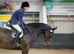 Katie 9 yrs Stunning TB x Cleveland Bay mare