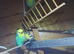 Young male budgies for sale