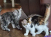 Beautiful Mainecoons kittens