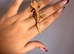 Baby Crested Geckos