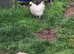 Silkie chicks