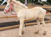 Heavy weight filly