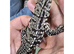 Argentinian Black & White Tegu