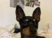 Prague ratter (prazsky Krysarik) stud dog for sale