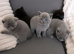 British shorthair kittens