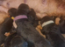 Gorgeous Airedale Litter!