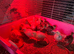 Peacock chicks