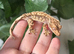 Various Crested Geckos