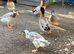 Male Indian Runner duck