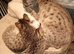 Female Savannah kitten for sale