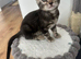 Pure bengal kittens for sale